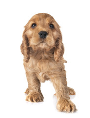 puppy cocker spaniel