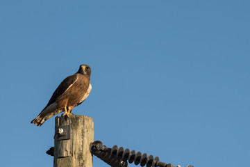 Swainson's Hawk