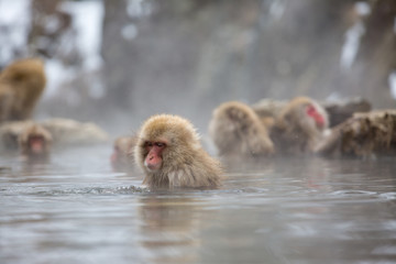 macaque monkey in a bath in japan