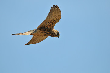 faucon crécerelle