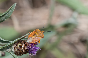 Waldwächter