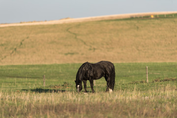 Black Stallion