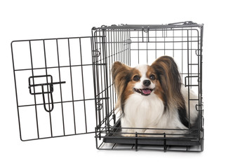 little dog in cage
