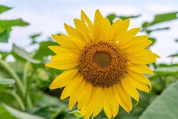 Fototapeta premium Beautiful sunflowers in the field natural background