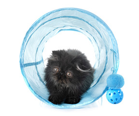 black persian kitten