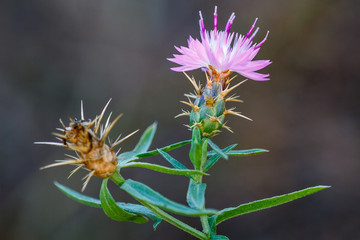Centaurea calcitrapa. Flor de Cardo Estrellado. Abrepuños.
