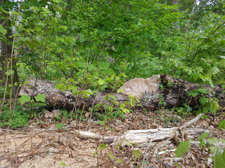 Obraz premium schlafende Norwegische Waldkatze
