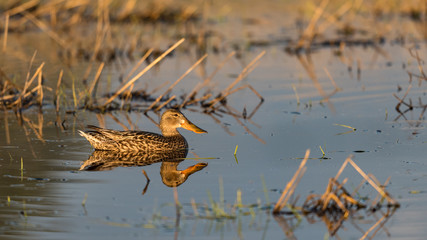 Northern Shoveler