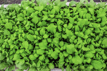 hand of person holding abundance soil with seedling plant in hand  in gardener