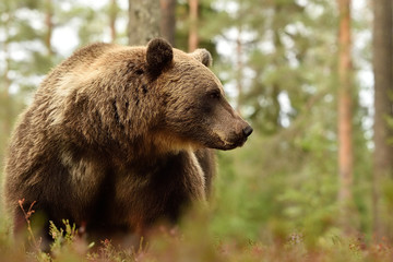 Obraz na płótnie Canvas brown bear in forest, side view of bear