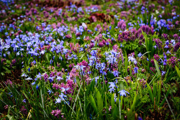Spring flower