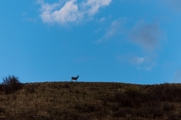 Fototapeta na wymiar White-tailed deer