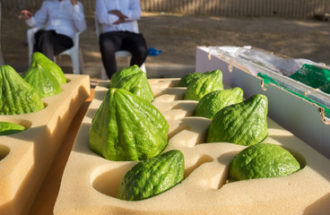 Etrog - is the yellow citron or Citrus medica used by Jewish people during holiday of Sukkot, for...