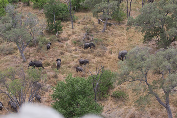 elephant in africa in a group