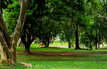 O Bosque verde