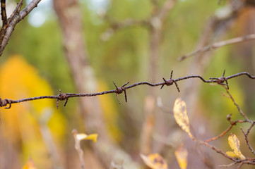 Barbed wire