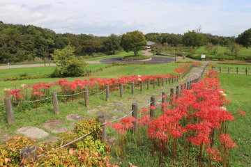 Fototapeta premium 馬見丘陵公園の彼岸花