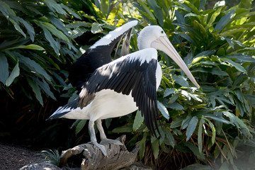 An Australian pelican