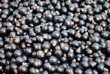 Organic blackcurrants (Ribes nigrum) at the farmers market