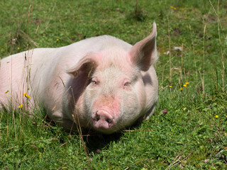 Pig in the pasture