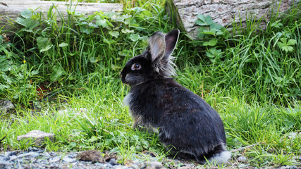 Black rabbit in meadow