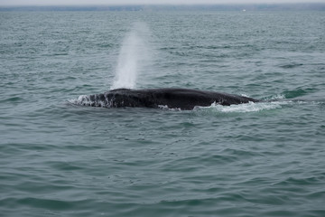 Fototapeta premium Whale Breathing