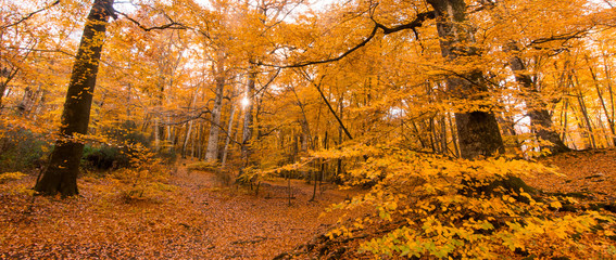 Fototapeta na wymiar Banner of foliage for background, in Monti Cimini, Lazio, Italy. Autumn colors in a beechwood. Beechs with yellow leaves.