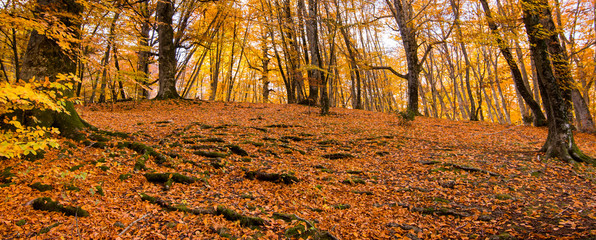 Banner of foliage for background, in Monti Cimini, Lazio, Italy. Autumn colors in a beechwood. Beechs with yellow leaves.