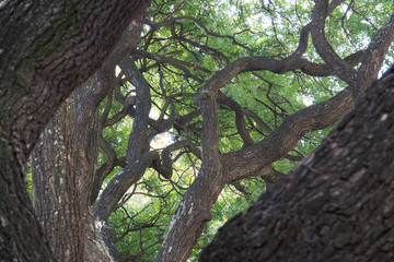 Web of Trees