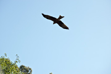black kite