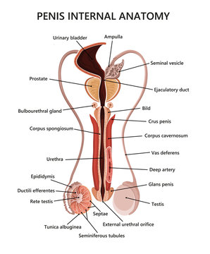 Male reproductive system illustration