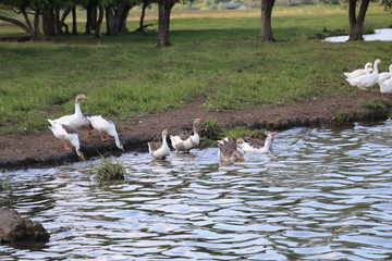 .a flock of geese walk on the shore and bathe in a clean autumn lake. agricultural domesticated waterfowl for a walk.
