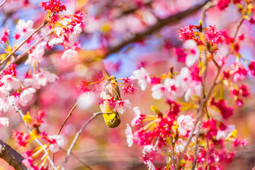 Japanese White-eye.The background is cherry blossoms(Japanese name is Kanzakura). Located in Tokyo Prefecture Japan.