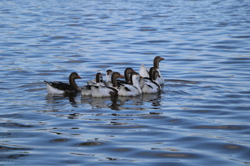 .a flock of geese walk on the shore and bathe in a clean autumn lake. agricultural domesticated waterfowl for a walk.