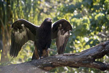 wedge tailed eagle