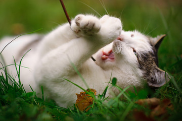 tom male cat outdoor summer photo