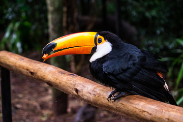 Toucan