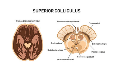 Superior Colliculus. Midbrain anatomy. Vector illustration