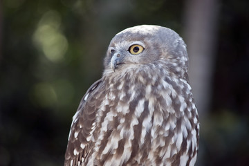 barking owl