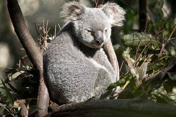 Obraz premium koala