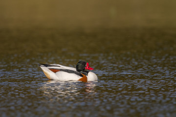 Tadorne de Belon - Tadorna tadorna - Common Shelduck
