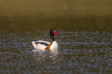 Tadorne de Belon - Tadorna tadorna - Common Shelduck