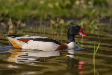 Tadorne de Belon - Tadorna tadorna - Common Shelduck
