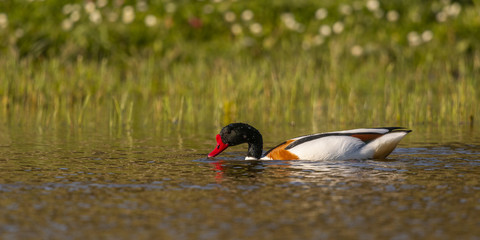 Tadorne de Belon - Tadorna tadorna - Common Shelduck