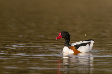 Tadorne de Belon - Tadorna tadorna - Common Shelduck