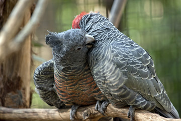 gang-gang parrot