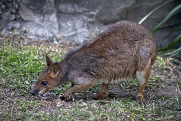 wallaby
