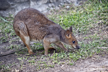 wallaby