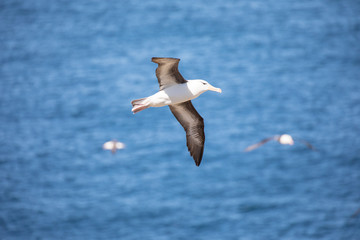 Fototapeta na wymiar seagull in the sun in antarctica gull