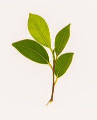leaves, plants, and grasses on the white background